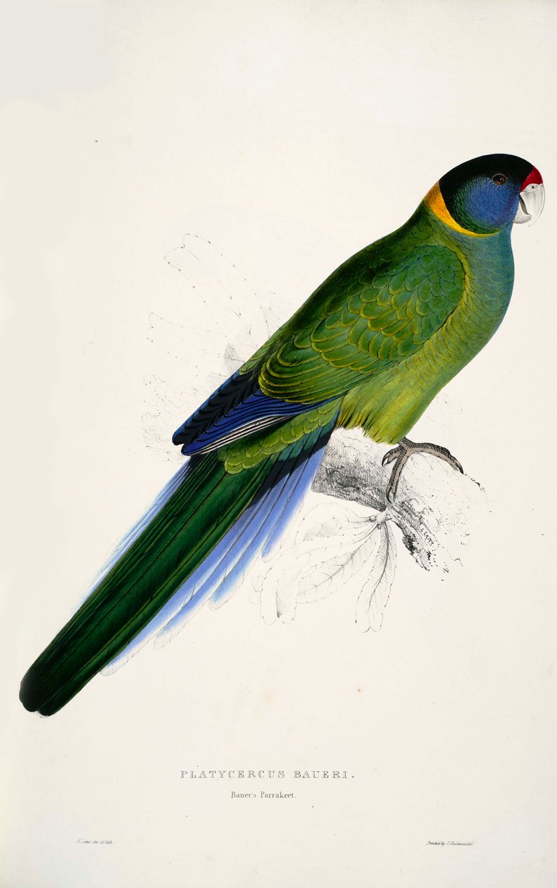 Barnardius zonarius بواسطة إدوارد لير