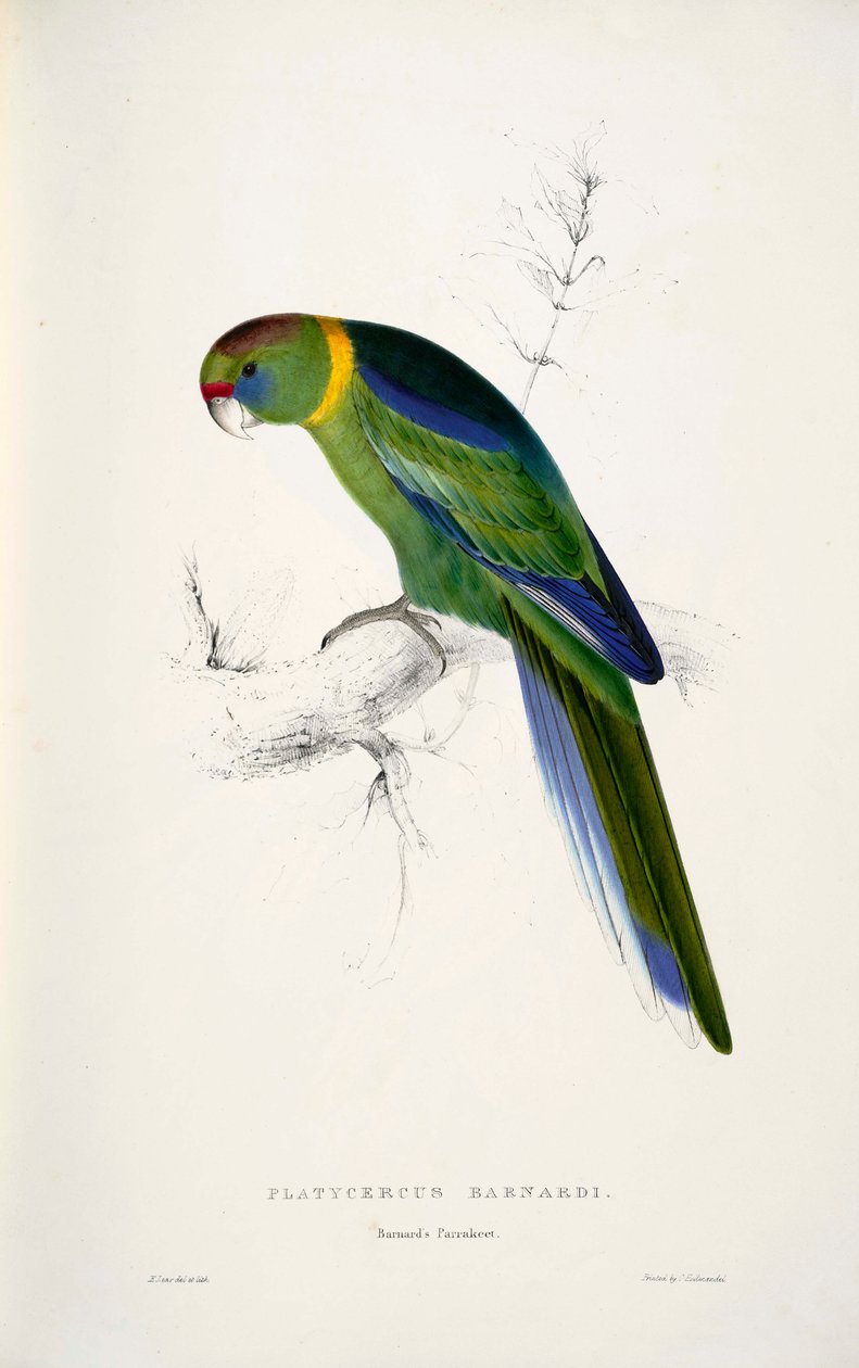 Barnardius zonarius بواسطة إدوارد لير