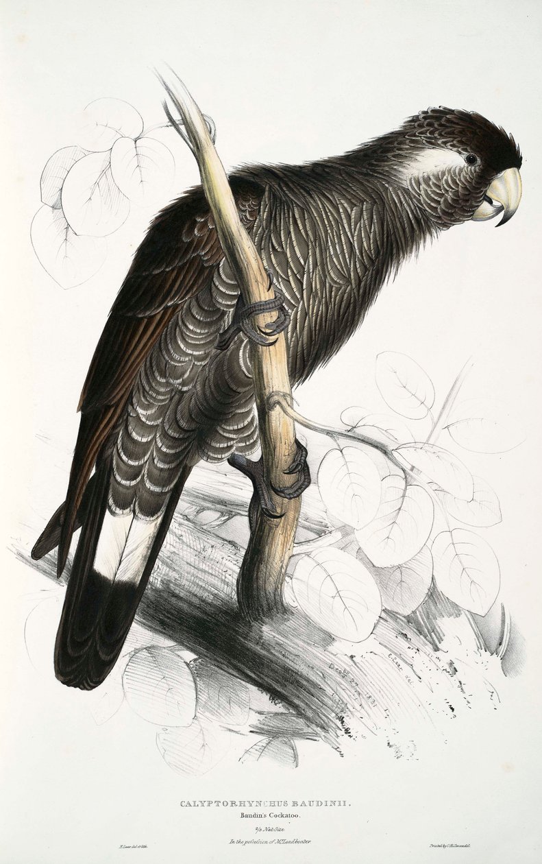 Calyptorhynchus بواسطة إدوارد لير