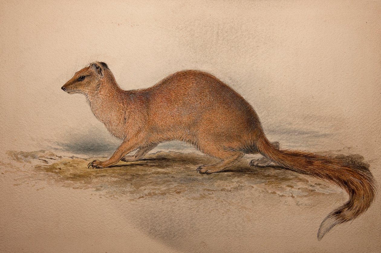 Cynictis steedmanii ، c.1835 بواسطة إدوارد لير
