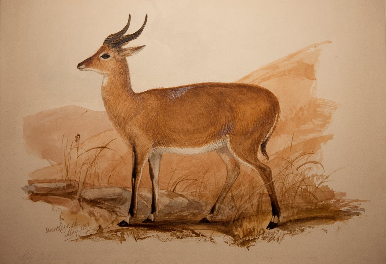 كوب الظباء 1837 بواسطة إدوارد لير