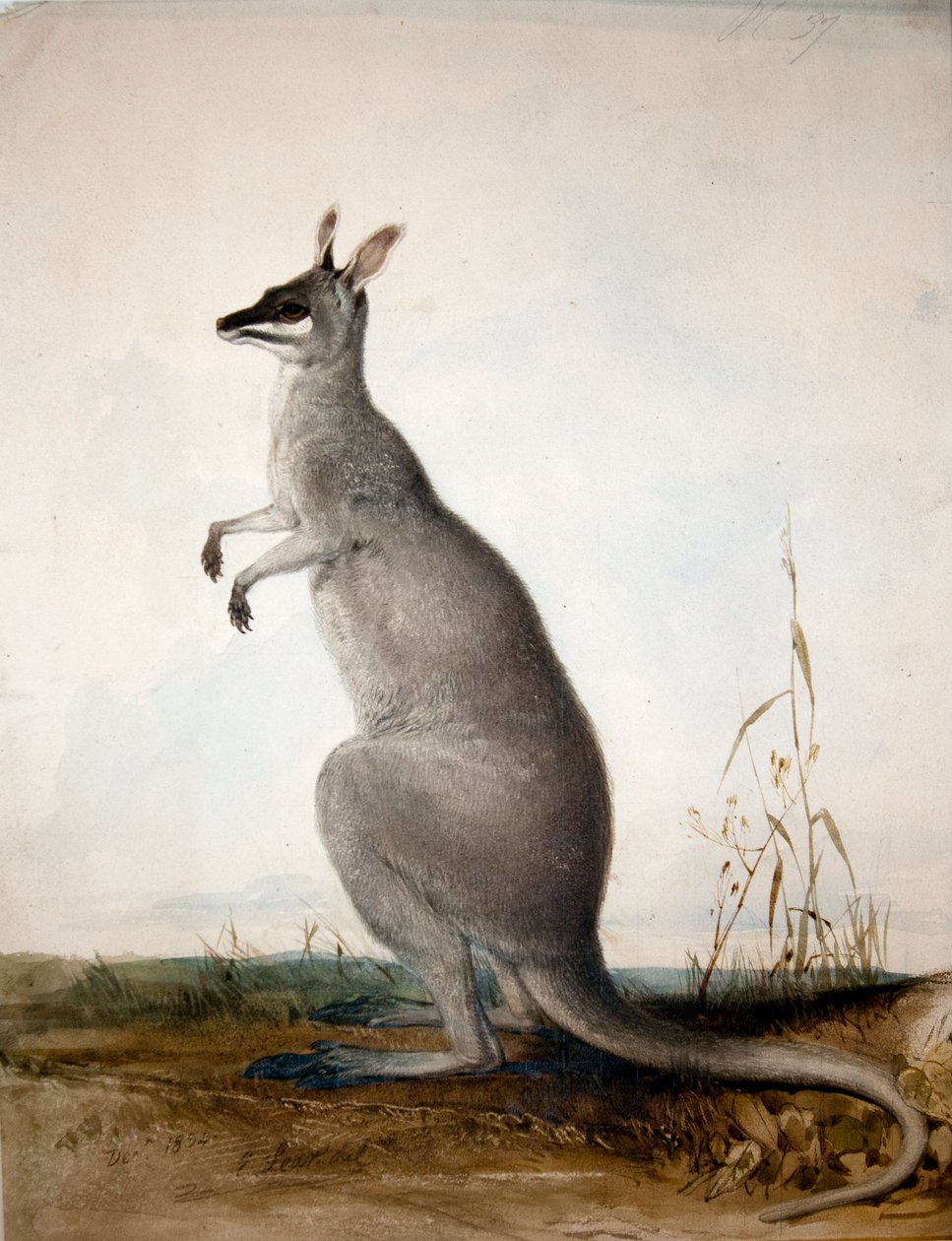 Macropus parryi ، 1834 بواسطة إدوارد لير