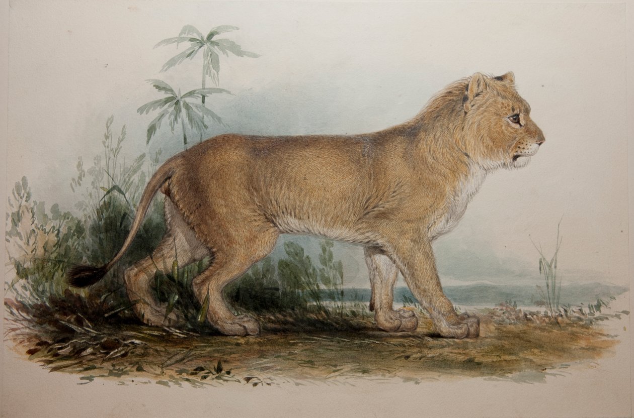 أسد غوزرات بلا إنسان ، 1835 بواسطة إدوارد لير