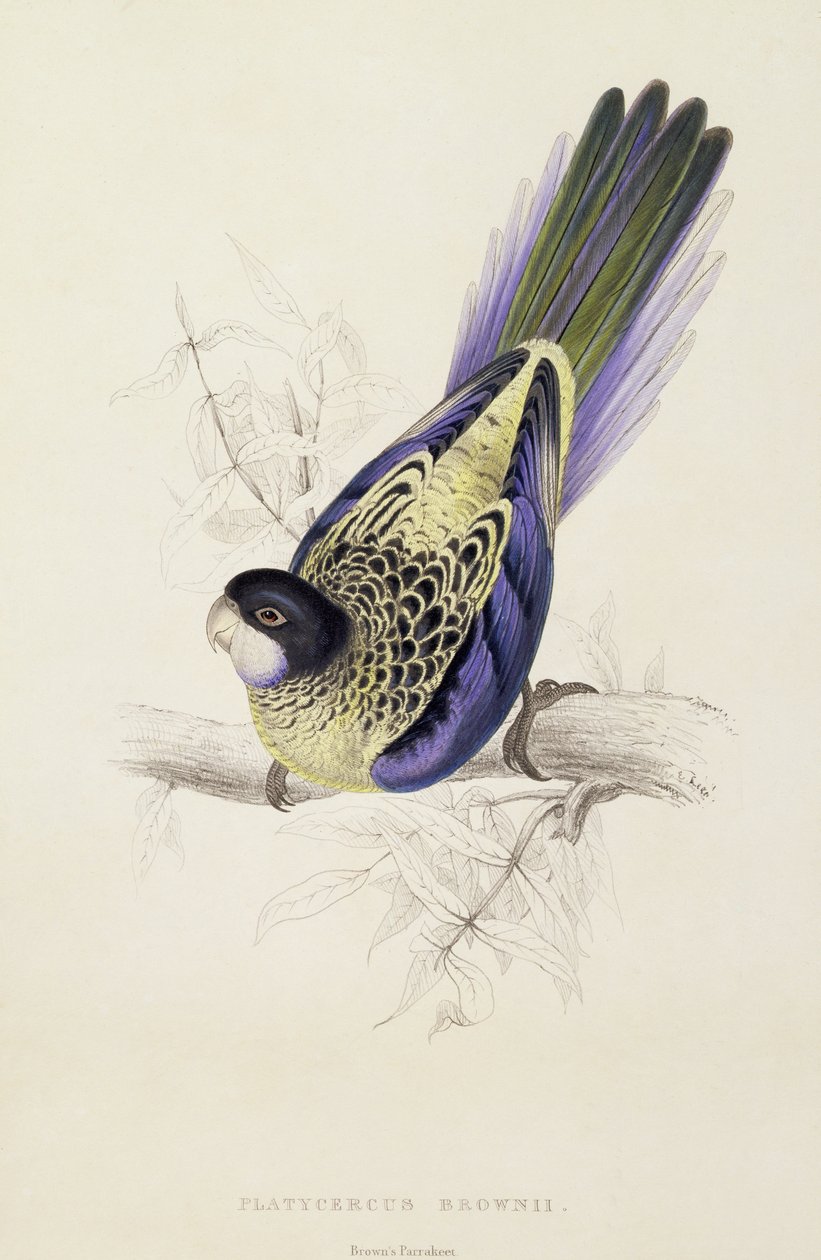 Platycercus Brownii ، أو ببغاء براون (اللوحة 20) ، 1832 بواسطة إدوارد لير