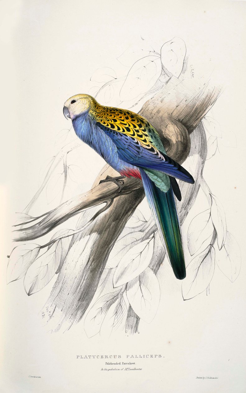 platycercus مدرب بواسطة إدوارد لير