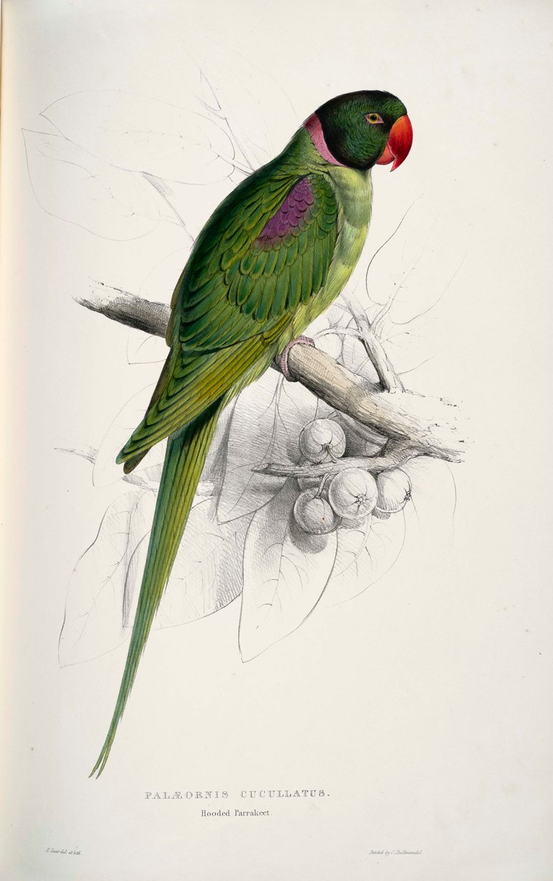 Psittacula eupatria بواسطة إدوارد لير