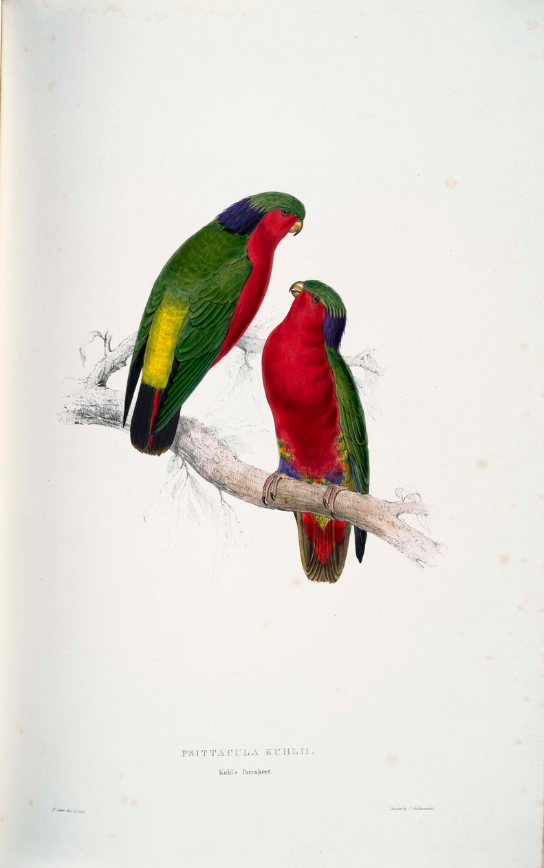 Psittacula kuhlii بواسطة إدوارد لير