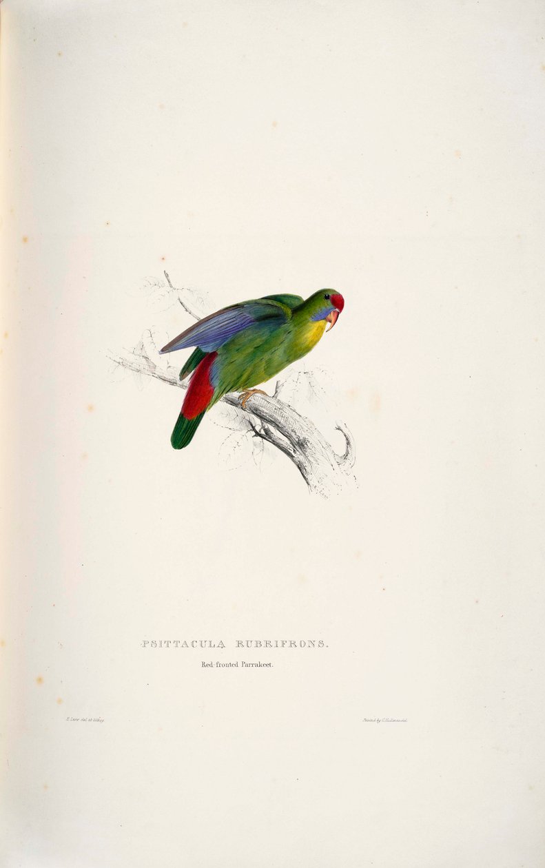 Psittacula rubrifrons بواسطة إدوارد لير