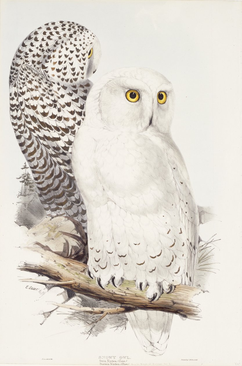 البومة الثلجية. Strix Nyctea. (لين) ؛ Surnia Nyctea ، 1832-1837 بواسطة إدوارد لير