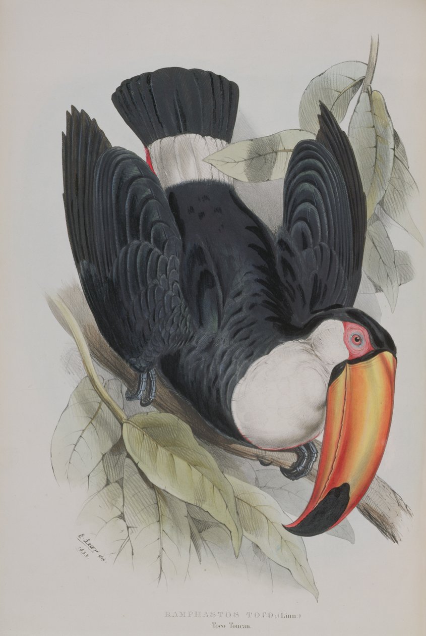 توكو توكان ، من "دراسة من Ramphastidae ، أو عائلة الطوقان" ، بقلم جون جولد (1804-81) نشر 1833-1835 بواسطة إدوارد لير