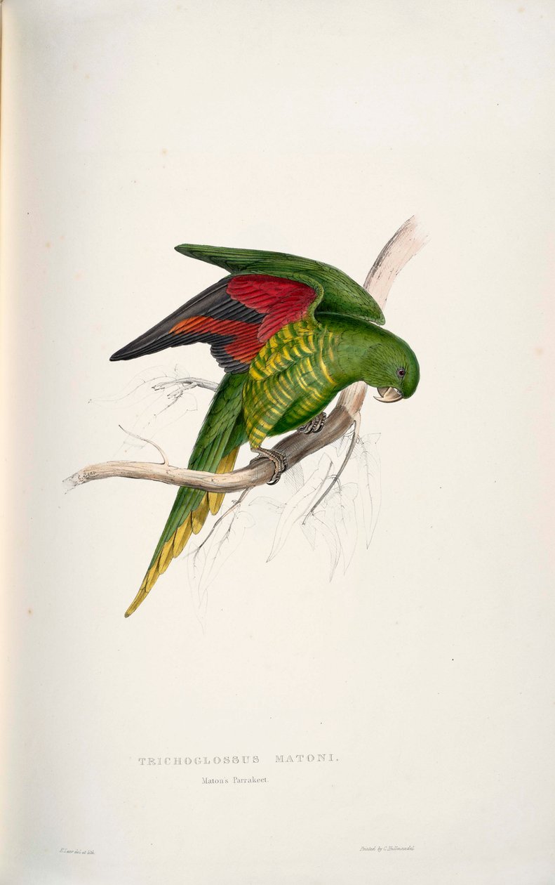 Trichoglossus chlorolepidotus بواسطة إدوارد لير