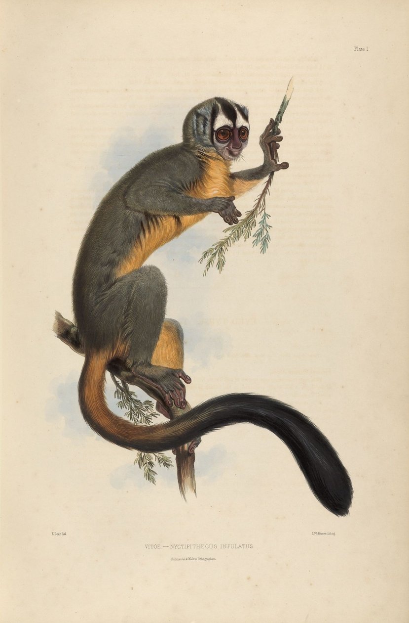 Vitoe Nyctipithecus Infulatus بواسطة إدوارد لير