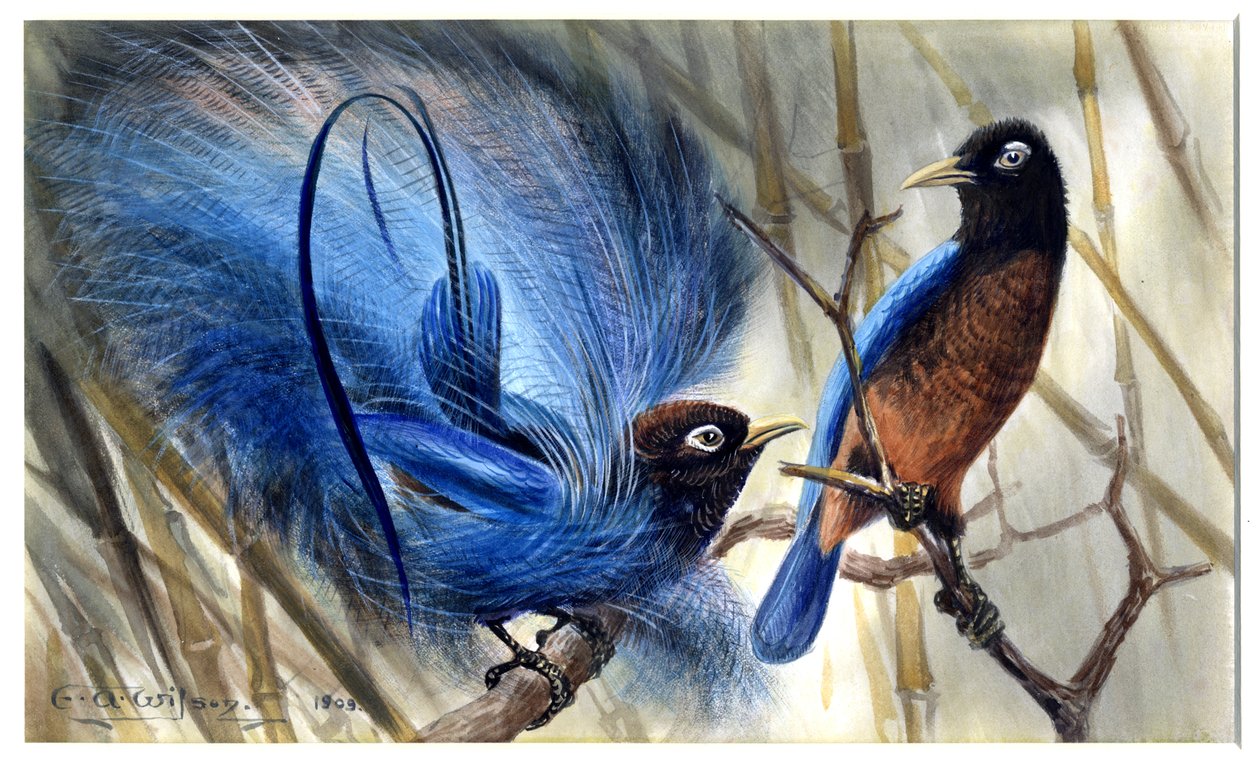 Blue bird of paradise بواسطة ادوارد ادريان ويلسون