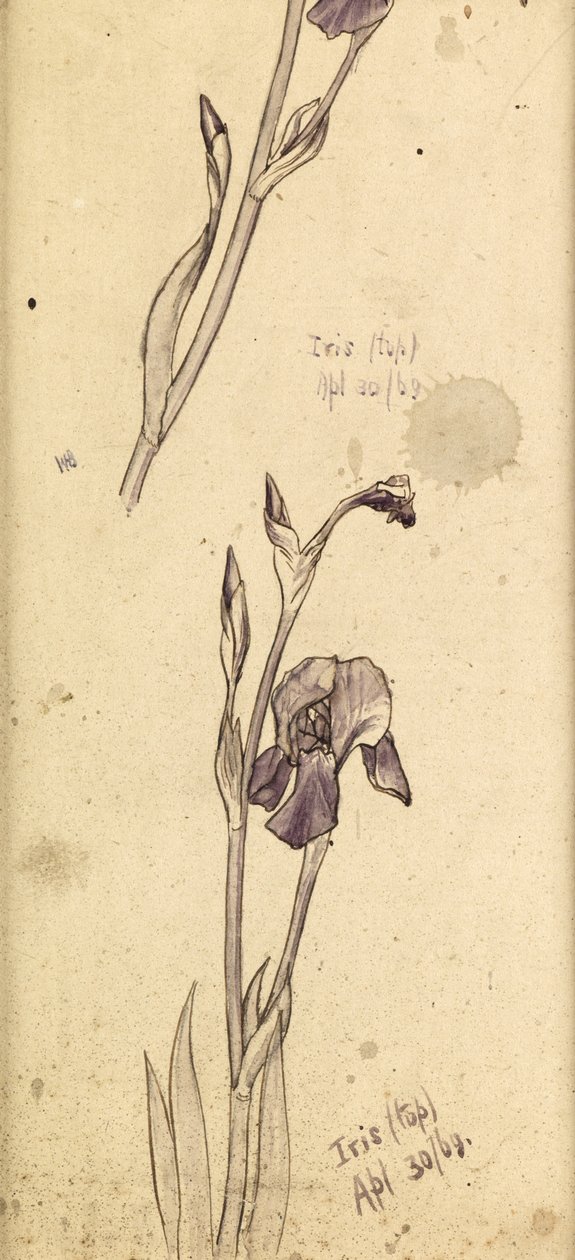 القزحيات ، 1869 بواسطة إدوارد بورن جونز