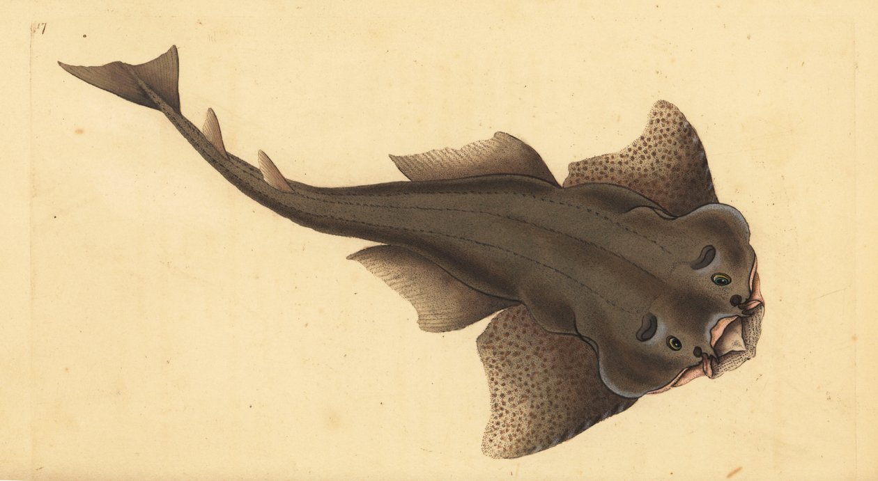 Angelshark ، سكواتينا سكواتينا. مهددة بالانقراض. (القرش الملاك ، Squallus squatinus). لوح نحاسي ملون يدويًا رسمه ونقشه إدوارد دونوفان من كتابه "التاريخ الطبيعي للأسماك البريطانية" ، دونوفان وإف سي و ج. بواسطة إدوارد دونوفان