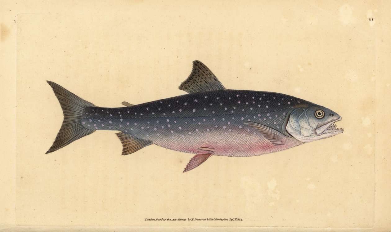 شار القطب الشمالي ، Salvelinus alpinus alpinus (سلمون جبال الألب ، Salmo alpinus). لوح نحاسي ملون يدويًا رسمه ونقشه إدوارد دونوفان من كتابه "التاريخ الطبيعي للأسماك البريطانية" ، دونوفان وإف سي وجيه. ريفينغتون ، لندن بواسطة إدوارد دونوفان