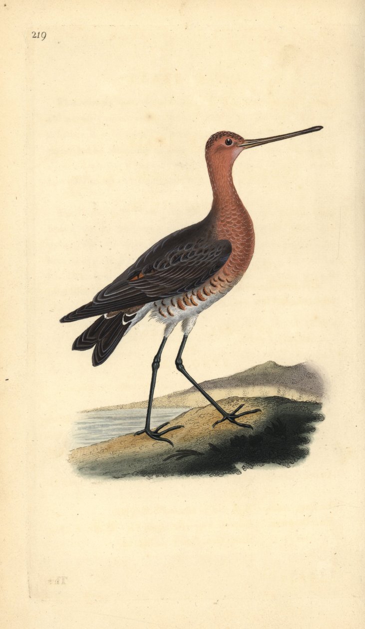 godwit بار الذيل (ذكر) ، ليموزا لابونيكا. لوح نحاسي ملون يدويًا رسمه ونقشه إدوارد دونوفان من كتابه "التاريخ الطبيعي للطيور البريطانية" ، لندن بواسطة إدوارد دونوفان