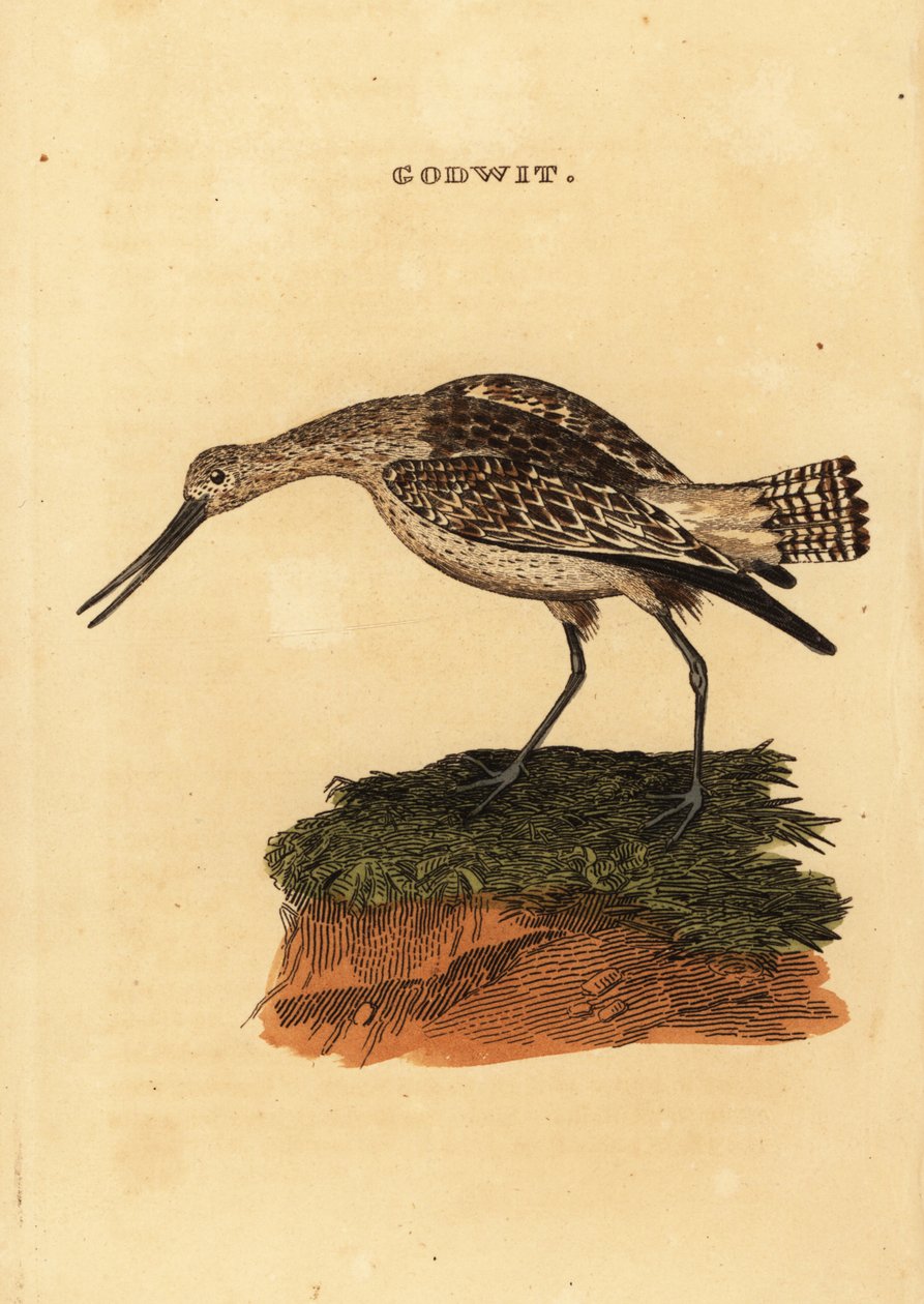 Godwit بار الذيل ، Limosa lapponica بواسطة إدوارد دونوفان