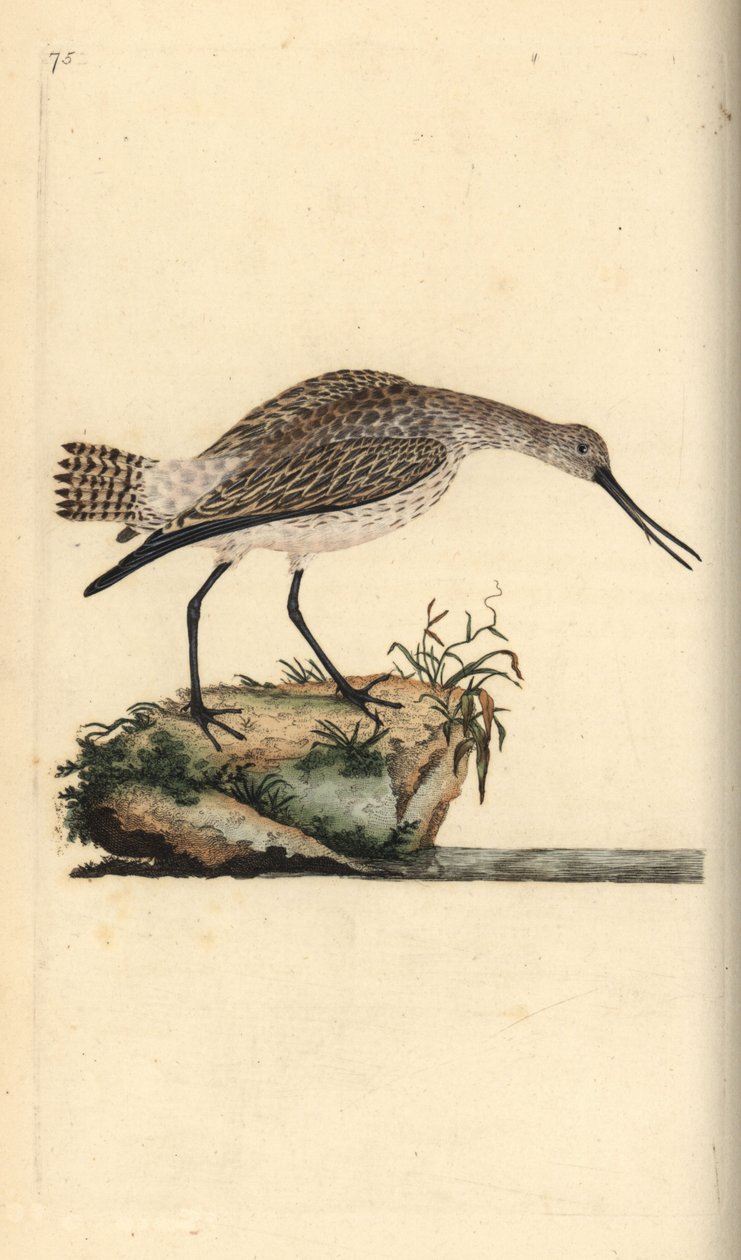 Godwit بار الذيل ، Limosa lapponica. لوح نحاسي ملون يدويًا رسمه ونقشه إدوارد دونوفان من كتابه "التاريخ الطبيعي للطيور البريطانية" ، لندن بواسطة إدوارد دونوفان