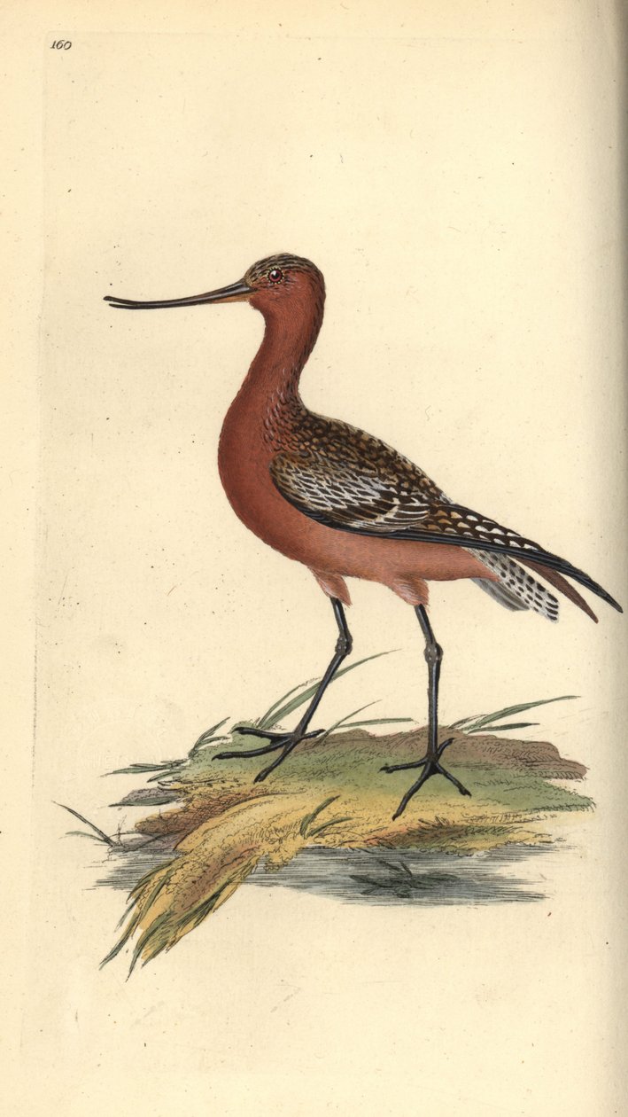 Godwit بار الذيل ، Limosa lapponica. لوح نحاسي ملون يدويًا رسمه ونقشه إدوارد دونوفان من كتابه "التاريخ الطبيعي للطيور البريطانية" ، لندن بواسطة إدوارد دونوفان