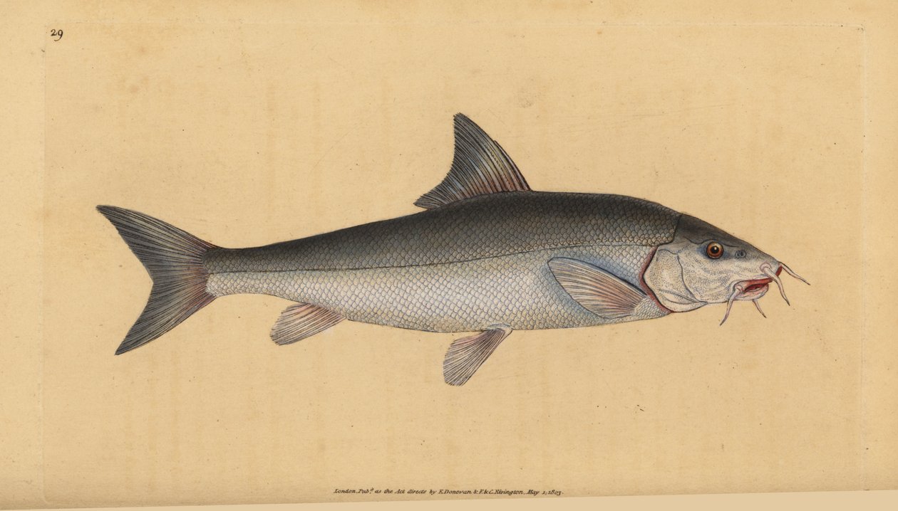 باربل ملتحي (Cyprinus beared). لوح نحاسي ملون يدويًا رسمه ونقشه إدوارد دونوفان من كتابه "التاريخ الطبيعي للأسماك البريطانية" ، دونوفان وإف سي و ج. بواسطة إدوارد دونوفان