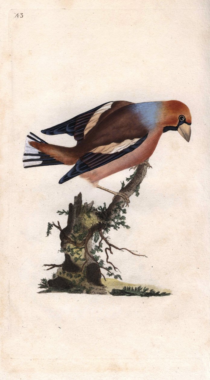 منقار كبير يكسر القلب. كوكوثراستس (Loxia coccothraustes). نقش على النحاس بواسطة إدوارد دونوفان (1768-1837) ، نُشر في Histoire naturelle des oiseaux britanniques ، لندن بواسطة إدوارد دونوفان