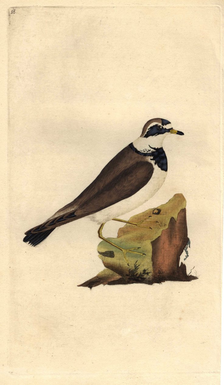 الزقزاق الكبير. Charadrius hiaticula. نقش على النحاس بواسطة إدوارد دونوفان (1768-1837) ، نُشر في التاريخ الطبيعي للطيور البريطانية ، لندن بواسطة إدوارد دونوفان