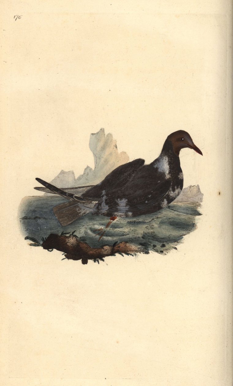 نورس أسود الرأس ، Chroicocephalus ridibundus ، في ريش الصيف برأس بني. لوح نحاسي ملون يدويًا رسمه ونقشه إدوارد دونوفان من كتابه "التاريخ الطبيعي للطيور البريطانية" ، لندن بواسطة إدوارد دونوفان