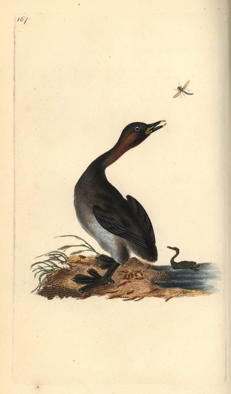 أسود الذقن grebe ، Podiceps hebridicus. (Little grebe ، Tachybaptus ruficollis؟) لوحة نحاسية ملونة يدويًا رسمها ونقشها إدوارد دونوفان من كتابه "التاريخ الطبيعي للطيور البريطانية" ، لندن بواسطة إدوارد دونوفان
