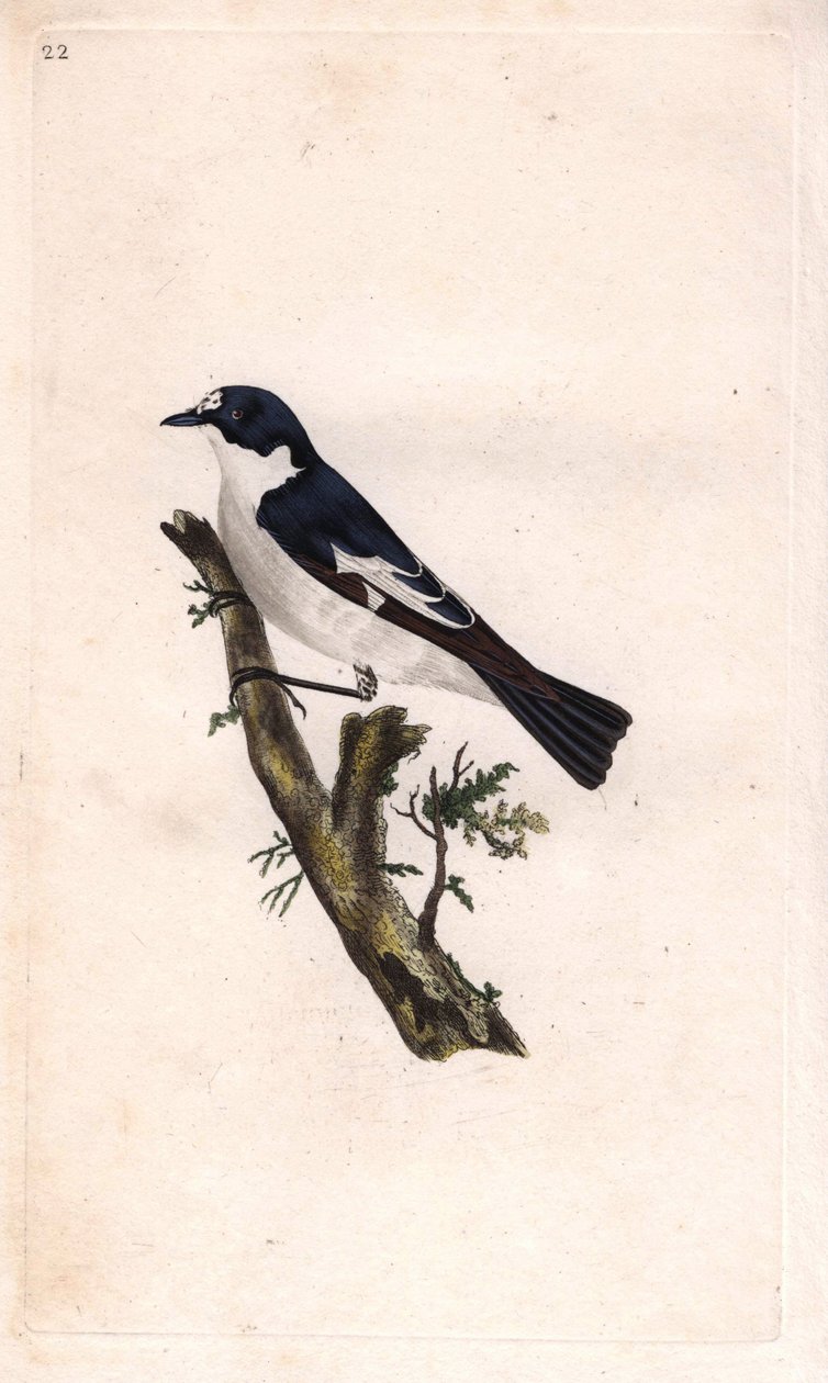 الأسود gobbler. Ficedula Hypoleuca (Muscicapa atricapilla). نقش على النحاس بواسطة إدوارد دونوفان (1768-1837) ، نُشر في Histoire naturelle des oiseaux britanniques ، لندن بواسطة إدوارد دونوفان