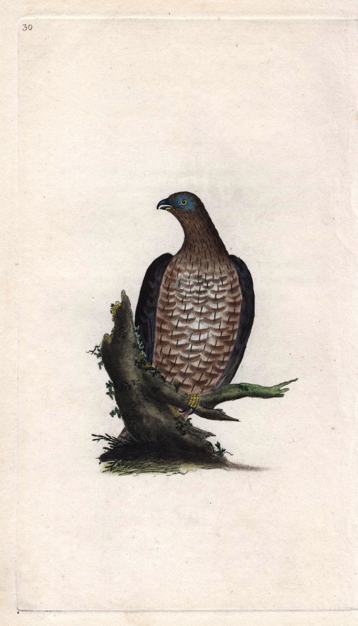 أبله بوندري. Pernis apivorus (Falco apivorus). نقش على النحاس بواسطة إدوارد دونوفان (1768-1837) ، نُشر في التاريخ الطبيعي للطيور البريطانية ، لندن بواسطة إدوارد دونوفان