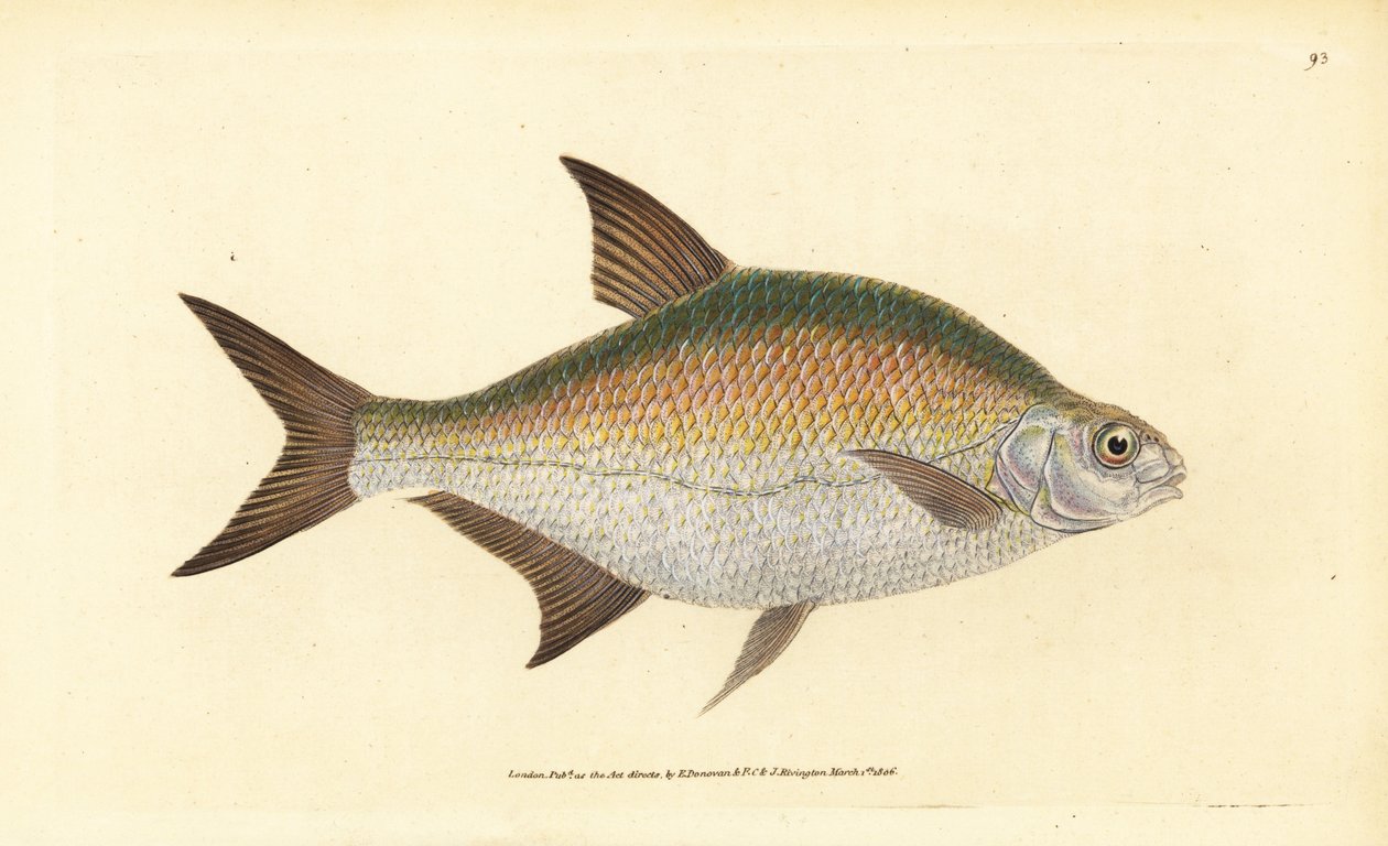 Bream ، أبراميس براما (Cyprinus brama). لوح نحاسي ملون يدويًا رسمه ونقشه إدوارد دونوفان من كتابه "التاريخ الطبيعي للأسماك البريطانية" ، دونوفان وإف سي و ج. بواسطة إدوارد دونوفان