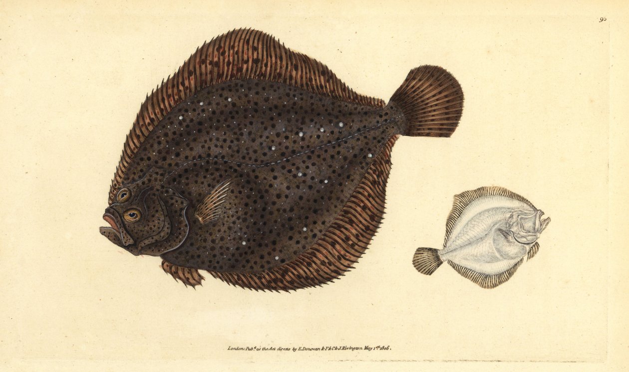 بريل أو لؤلؤة ، Scophthalmus rhombus (Pleuronectes rhombus). لوح نحاسي ملون يدويًا رسمه ونقشه إدوارد دونوفان من كتابه "التاريخ الطبيعي للأسماك البريطانية" ، دونوفان وإف سي و ج. بواسطة إدوارد دونوفان