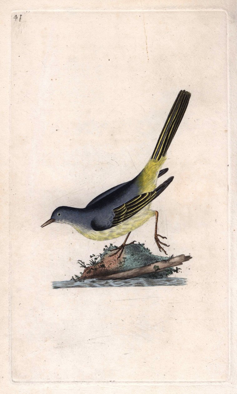 بروك شيبرد. Motacilla cinerea (Motacilla boarula). نقش على النحاس بواسطة إدوارد دونوفان (1768-1837) ، نُشر في التاريخ الطبيعي للطيور البريطانية ، لندن بواسطة إدوارد دونوفان