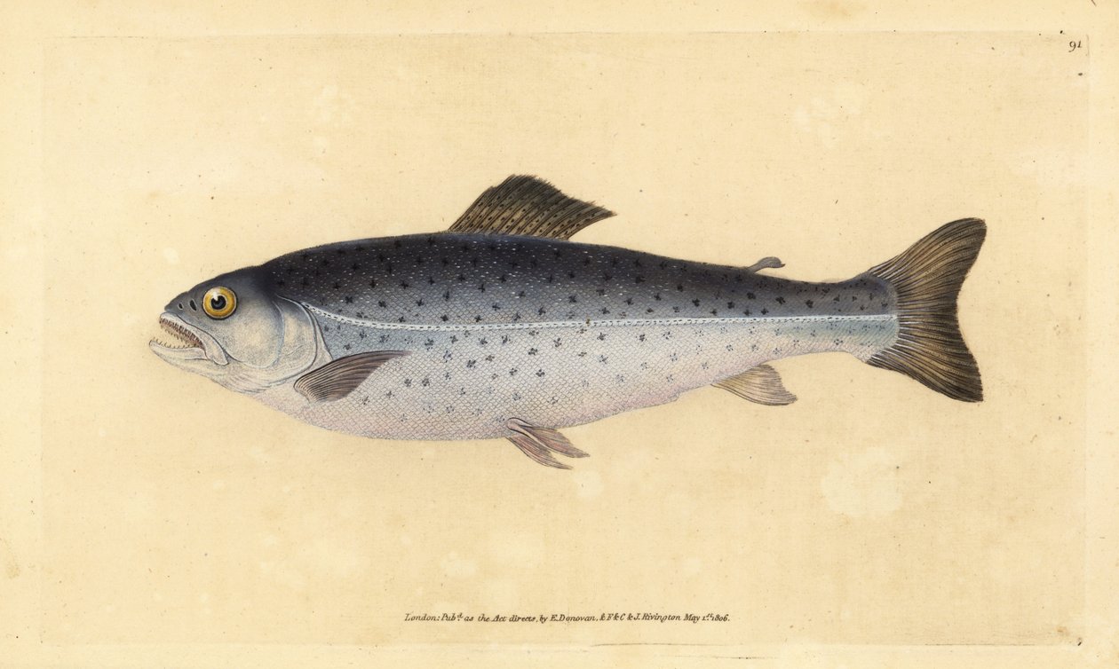 التراوت البني ، Salmo trutta (مخيط ، Salmo cambricus). لوح نحاسي ملون يدويًا رسمه ونقشه إدوارد دونوفان من كتابه التاريخ الطبيعي للأسماك البريطانية دونوفان وف. و ج. ريفينغتون ، لندن بواسطة إدوارد دونوفان
