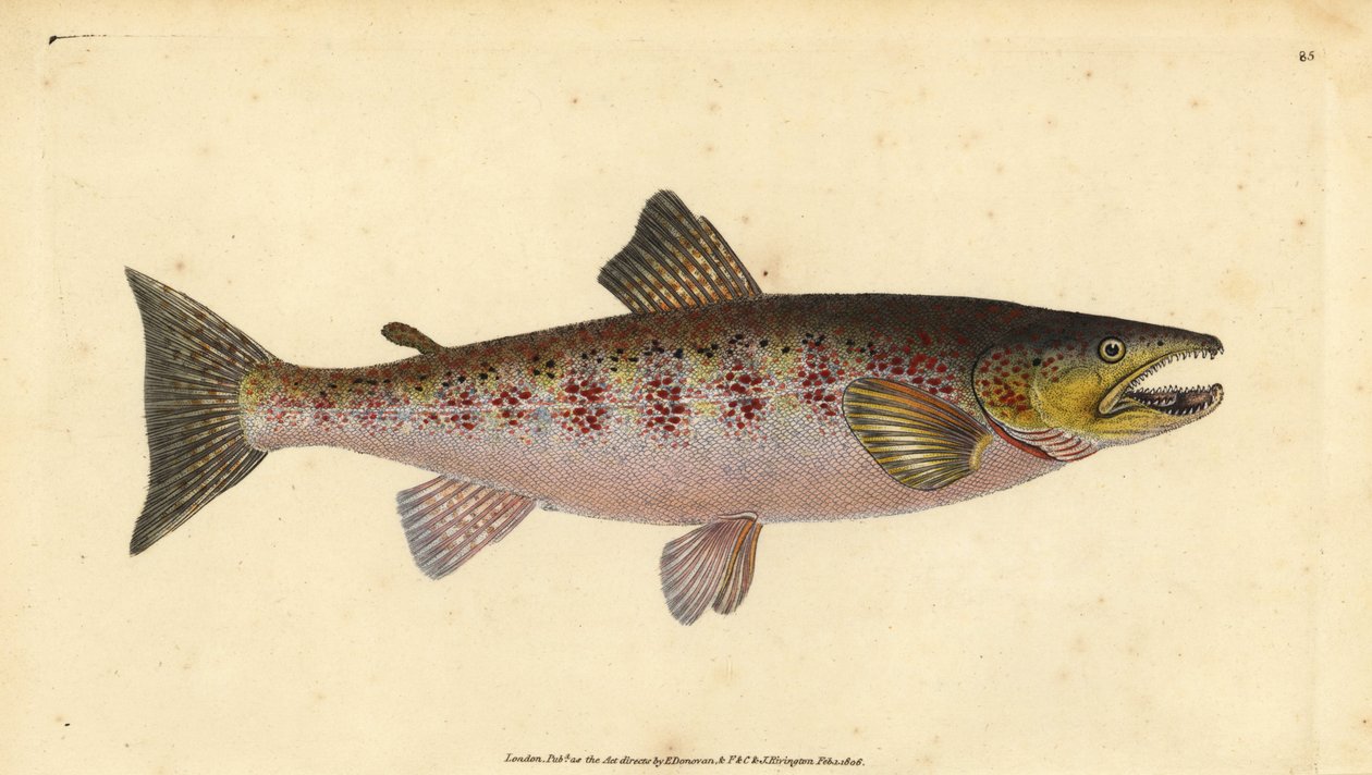 التراوت البني ، Salmo trutta fario (Trout، Salmo fario). لوح نحاسي ملون يدويًا رسمه ونقشه إدوارد دونوفان من كتابه "التاريخ الطبيعي للأسماك البريطانية" ، دونوفان وإف سي و ج. بواسطة إدوارد دونوفان