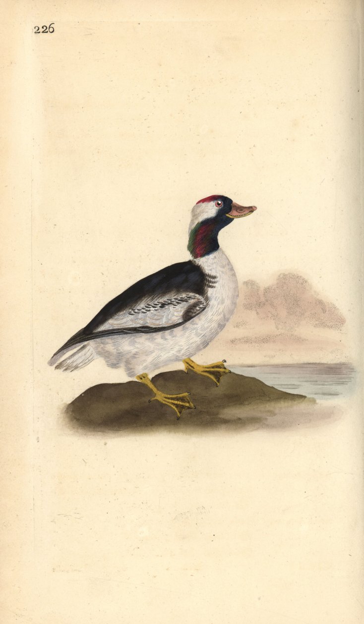 Bufflehead ، Bucephala albeola. لوح نحاسي ملون يدويًا رسمه ونقشه إدوارد دونوفان من كتابه "التاريخ الطبيعي للطيور البريطانية" ، لندن بواسطة إدوارد دونوفان