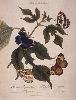 الفراشات: Papilio Erymanthis ؛ بابيليو أوريثيا بابيليو بوليكسينا بابيليو Leucothoe ، حانة. من قبل الفنان بواسطة إدوارد دونوفان