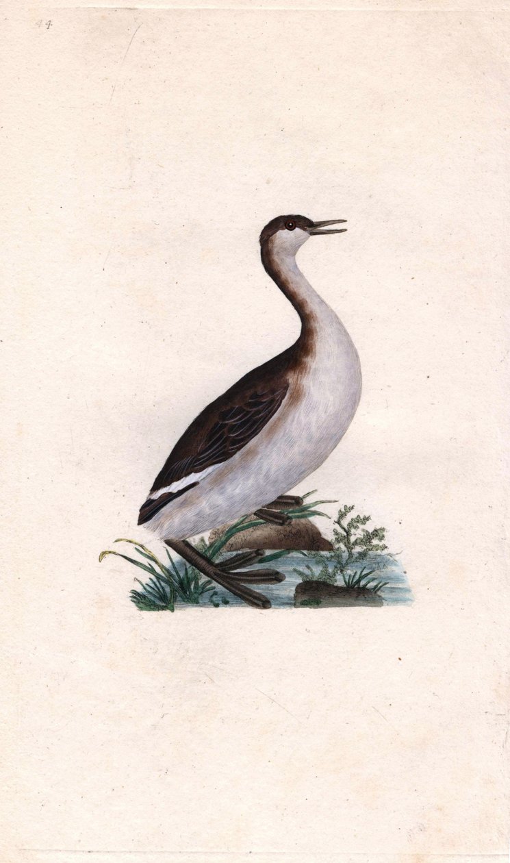 Castagny grebe. Tachybaptus ruficollis (Podiceps nigricans). نقش على النحاس بواسطة إدوارد دونوفان (1768-1837) ، نُشر في التاريخ الطبيعي للطيور البريطانية ، لندن بواسطة إدوارد دونوفان