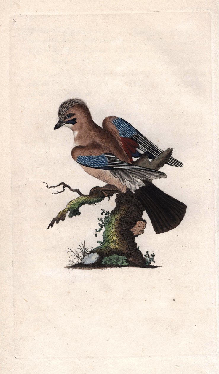 تشينيس جاي. Garrulus glandarius (كورفوس غلانداريوس). نقش على النحاس بواسطة إدوارد دونوفان (1768-1837) ، نُشر في التاريخ الطبيعي للطيور البريطانية ، لندن بواسطة إدوارد دونوفان