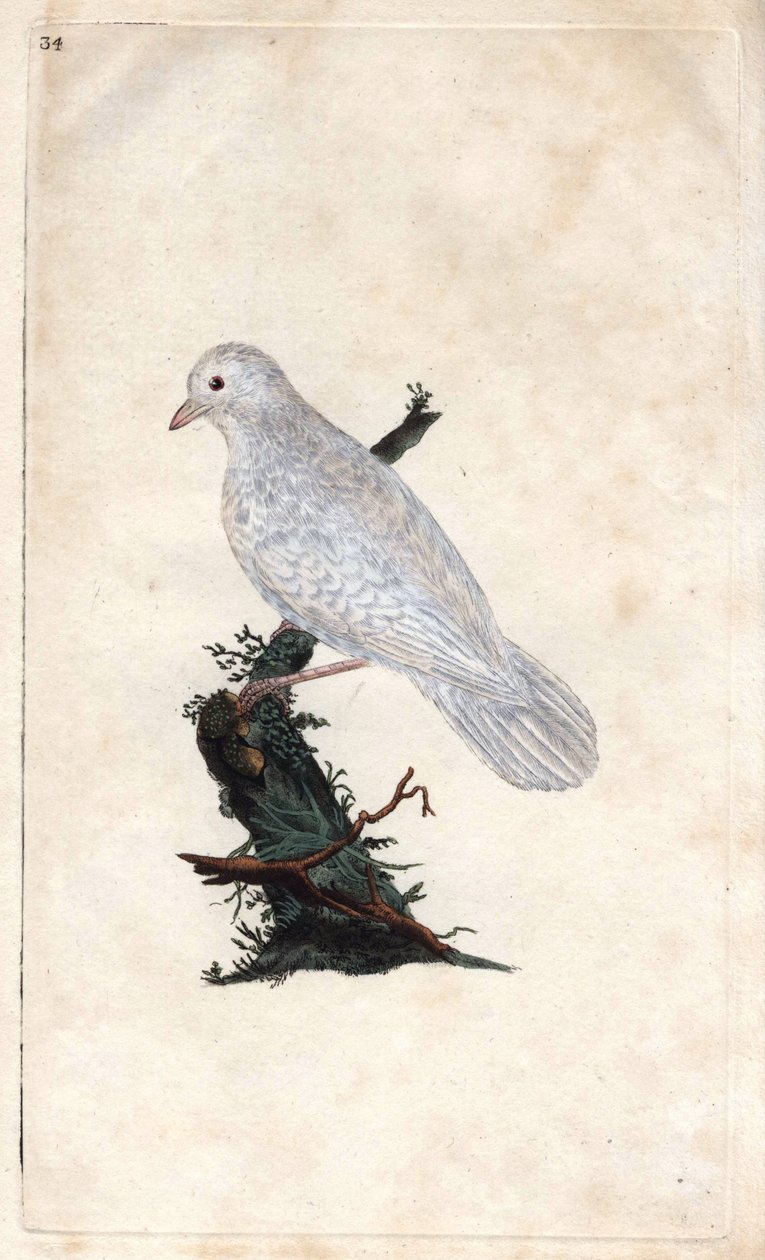 تشينيس جاي. Garrulus glandarius. نقش على النحاس بواسطة إدوارد دونوفان (1768-1837) ، نُشر في التاريخ الطبيعي للطيور البريطانية ، لندن بواسطة إدوارد دونوفان