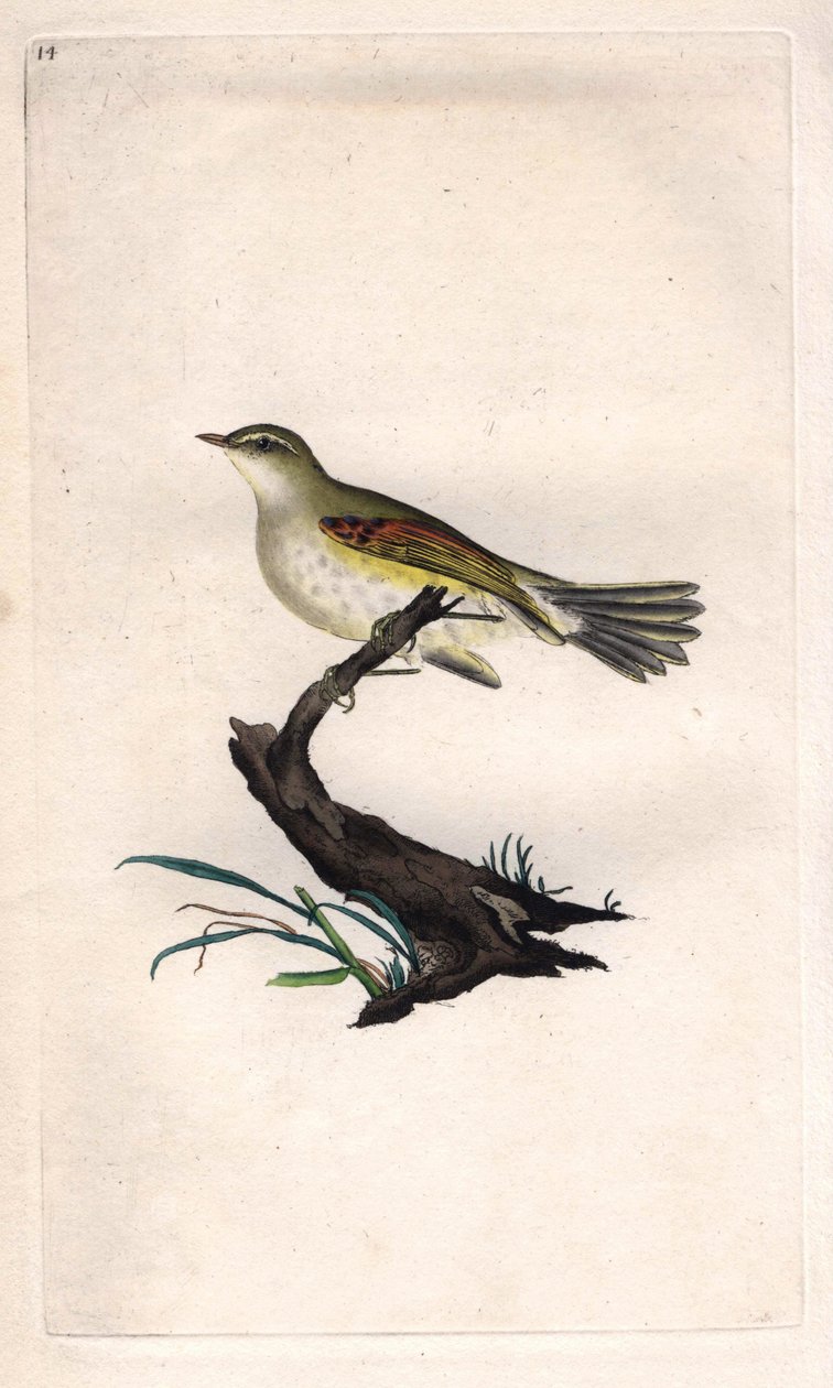 فيتيس الدجاج. Phylloscopus trochilus (Motacilla trochilus). نقش على النحاس بواسطة إدوارد دونوفان (1768-1837) ، نُشر في التاريخ الطبيعي للطيور البريطانية ، لندن بواسطة إدوارد دونوفان