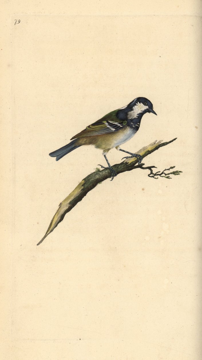 الفحم هو ، Periparus ater. لوح نحاسي ملون يدويًا رسمه ونقشه إدوارد دونوفان من كتابه "التاريخ الطبيعي للطيور البريطانية" ، لندن بواسطة إدوارد دونوفان