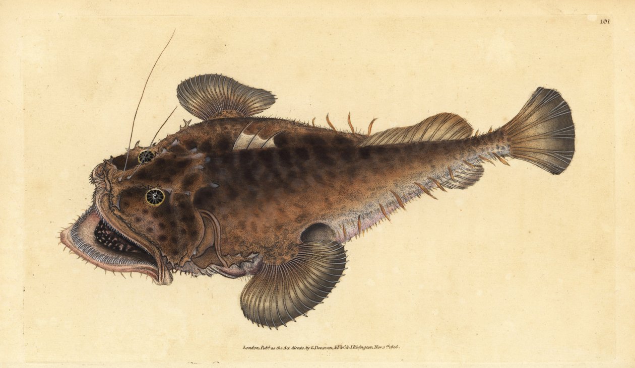 سمكة الصياد المشتركة Lophius piscatorius. لوح نحاسي ملون يدويًا رسمه ونقشه إدوارد دونوفان من كتابه "التاريخ الطبيعي للأسماك البريطانية" ، دونوفان وإف سي وجيه. ريفينغتون ، لندن بواسطة إدوارد دونوفان