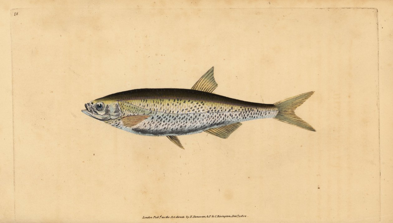 الكآبة الشائعة ، Alburnus alburnus (Cyprinus alburnus). لوح نحاسي ملون يدويًا رسمه ونقشه إدوارد دونوفان من كتابه "التاريخ الطبيعي للأسماك البريطانية" ، دونوفان وإف سي و ج. بواسطة إدوارد دونوفان