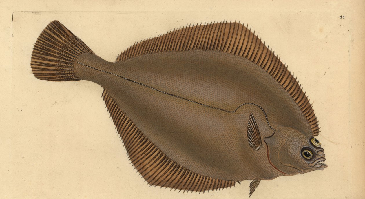 الداب المشترك ، Limanda limanda (Pleuronectes limanda). لوح نحاسي ملون يدويًا رسمه ونقشه إدوارد دونوفان من كتابه "التاريخ الطبيعي للأسماك البريطانية" ، دونوفان وإف سي وجيه. ريفينغتون ، لندن بواسطة إدوارد دونوفان