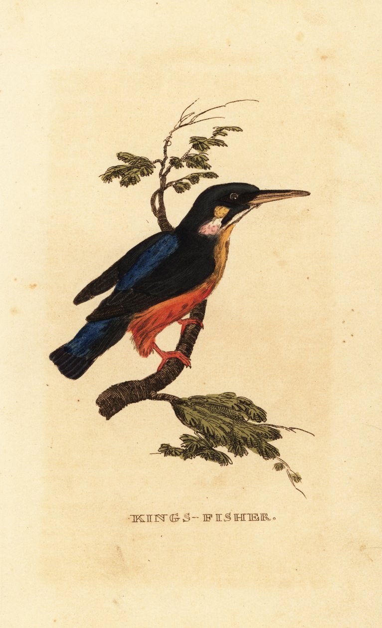 الرفراف المشترك ، Alcedo atthis بواسطة إدوارد دونوفان