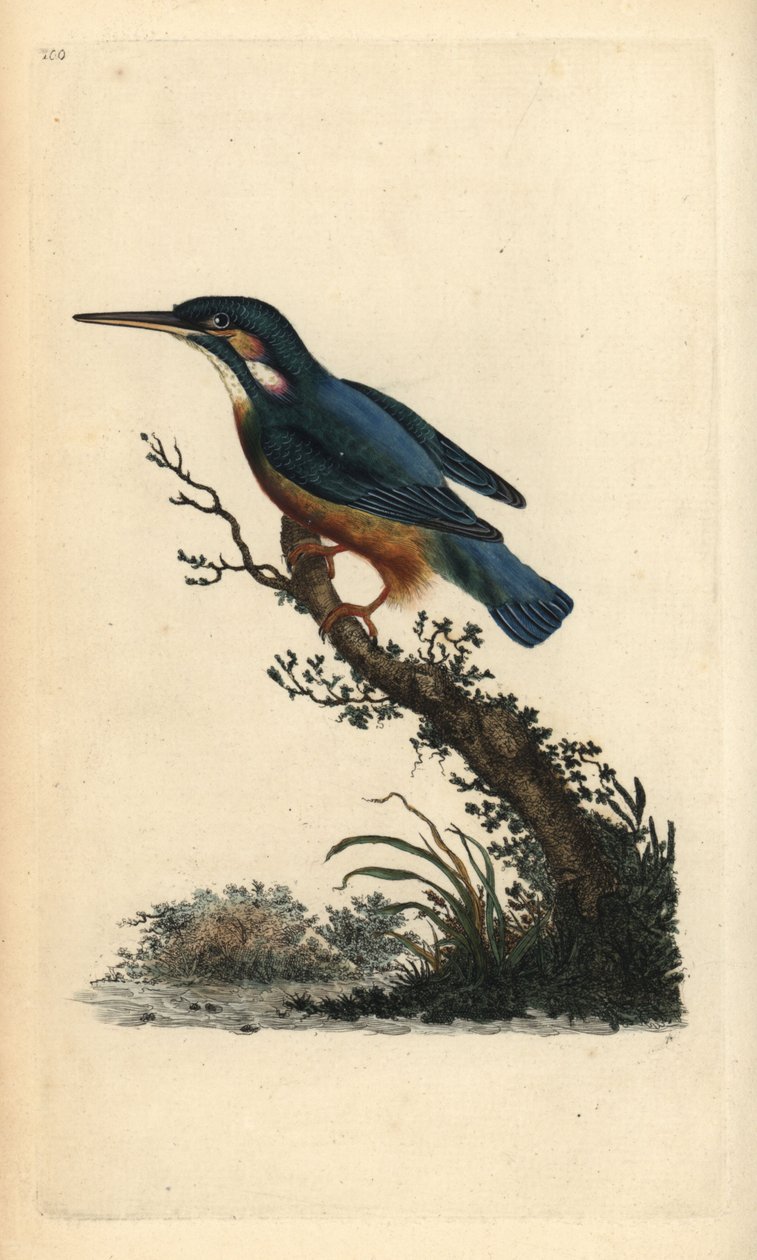 الرفراف المشترك ، Alcedo atthis. لوح نحاسي ملون يدويًا رسمه ونقشه إدوارد دونوفان من كتابه "التاريخ الطبيعي للطيور البريطانية" ، لندن بواسطة إدوارد دونوفان