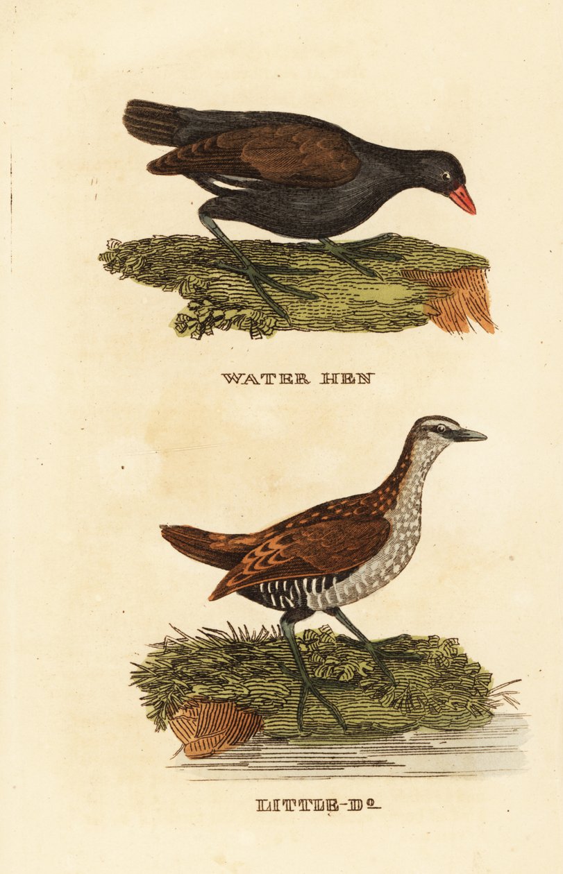Common moorhen, Gallinula chloropus, and spotted crake, Porzana porzana بواسطة إدوارد دونوفان