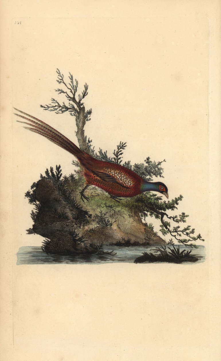 الدراج الشائع ، Phasianus colchicus. لوح نحاسي ملون يدويًا رسمه ونقشه إدوارد دونوفان من كتابه "التاريخ الطبيعي للطيور البريطانية" ، لندن بواسطة إدوارد دونوفان